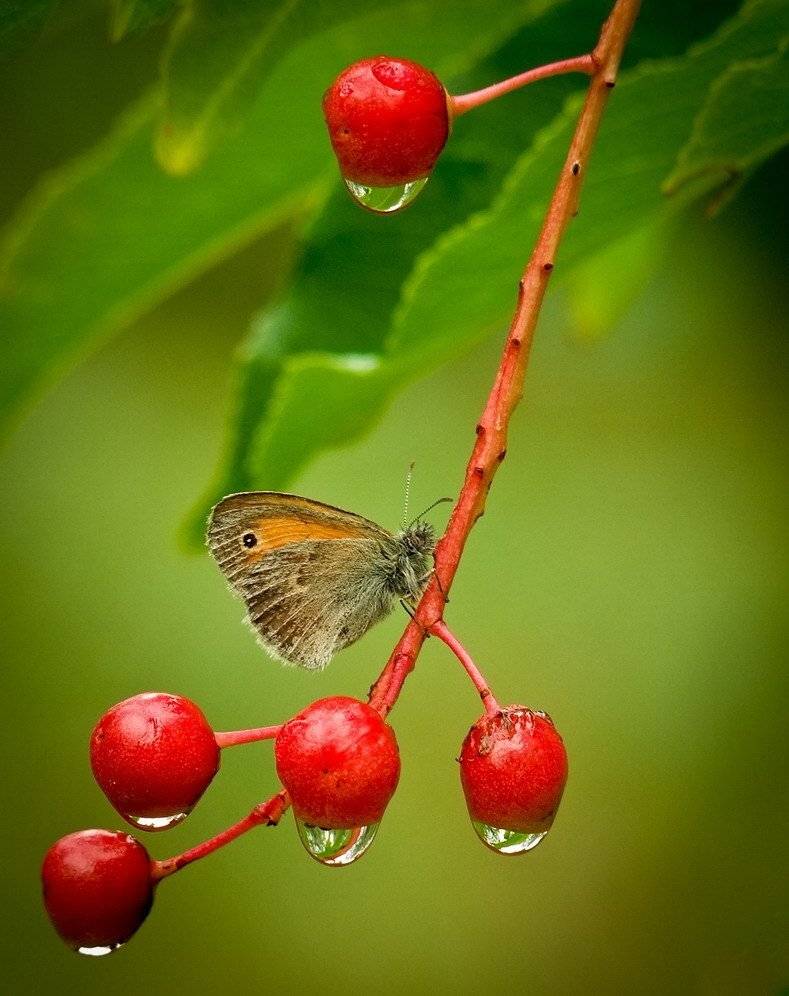 бабочка.капля., Вячеслав Мищенко
