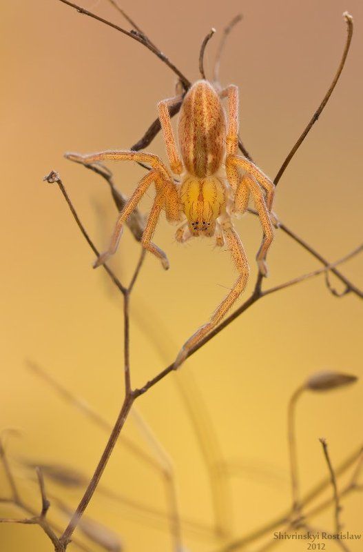 ростислав, макро, 150мм Осень... Старый знакомый. фото превью