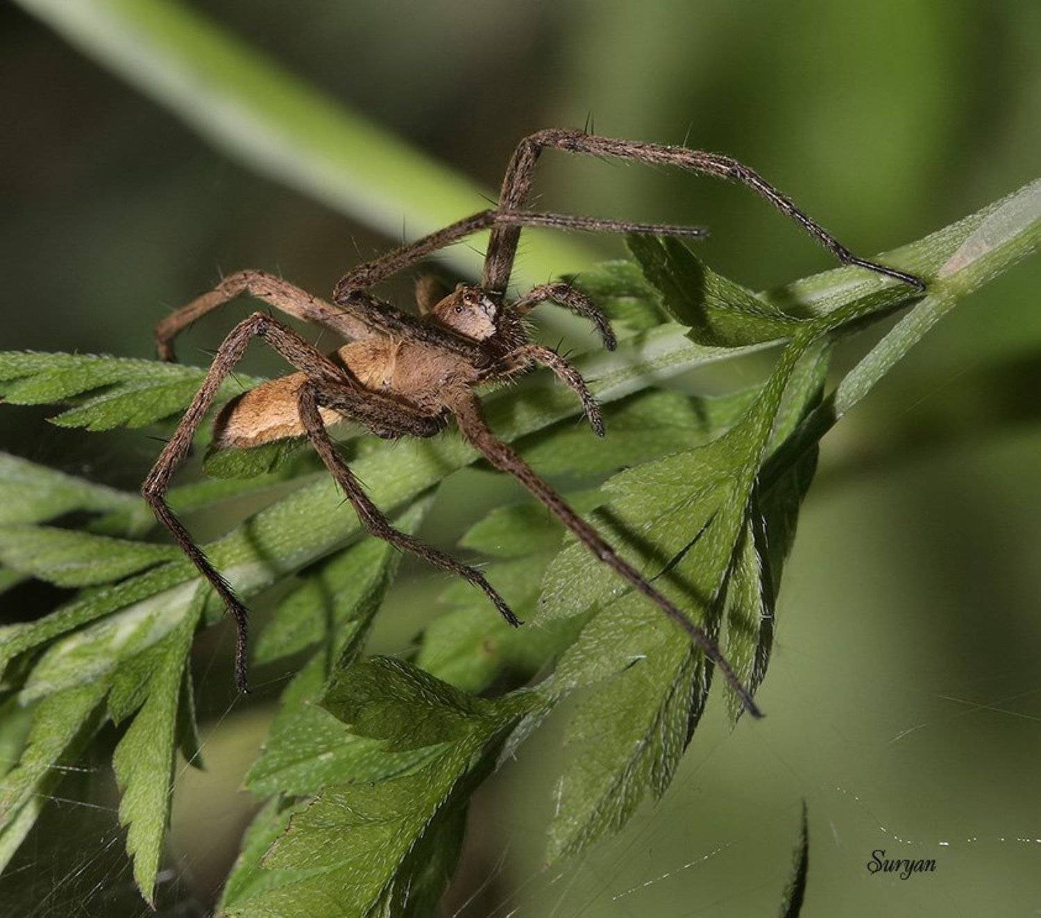 , Олег Сурьянинов