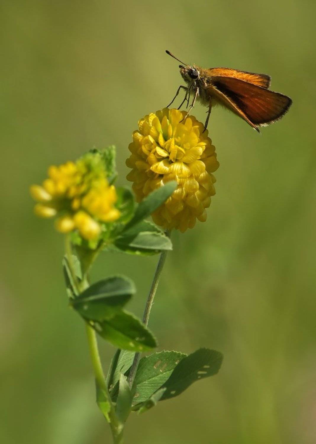 толстоголовка, Cheplenko Aleksey