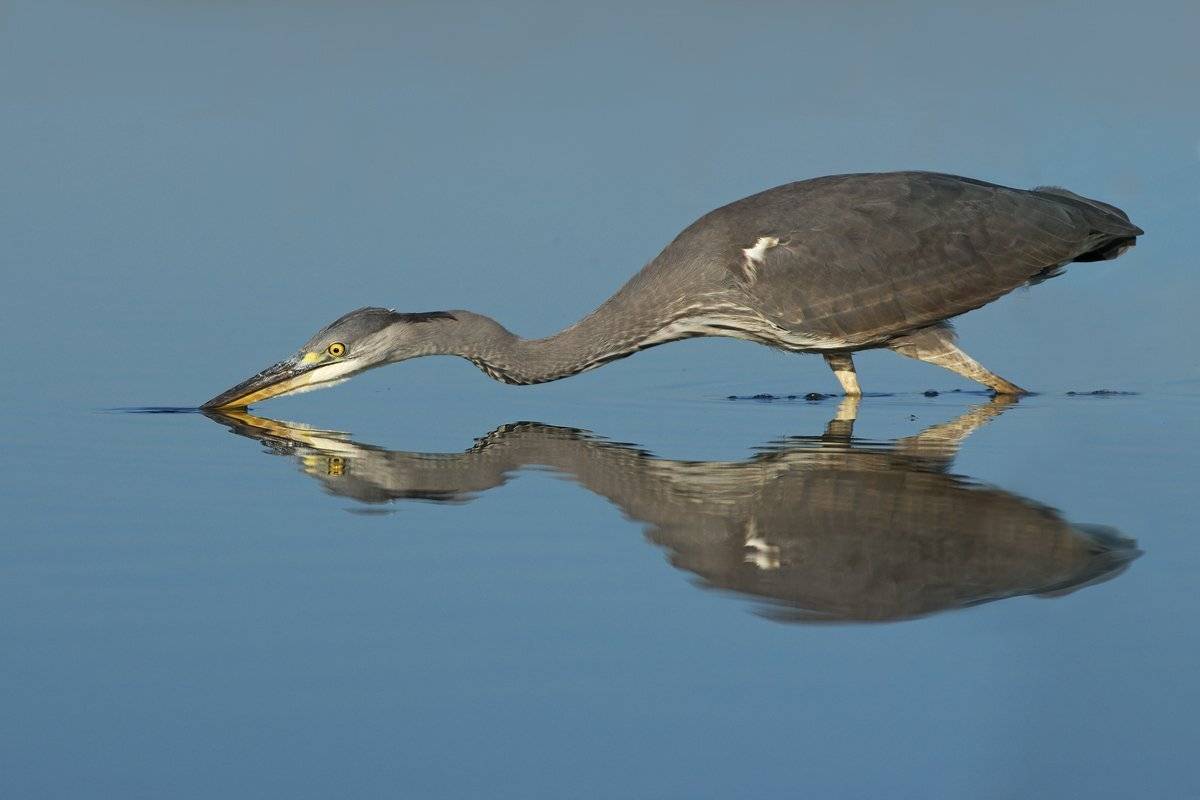 , Евгени Стефанов