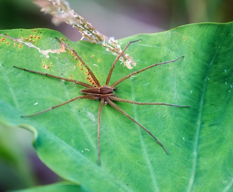 macro, closeup, insect, макро, насекомые, gnilenkov Мамка-паучиха... фото превью