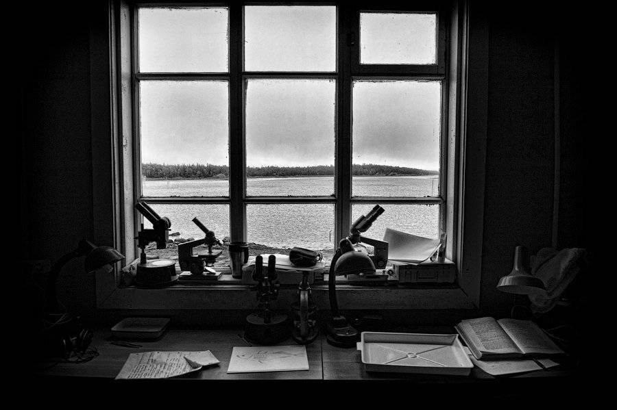 натюрморт, север, окно, наука, рыба, жанр, море, книги, бродский, пейзаж, Илья Гомыранов