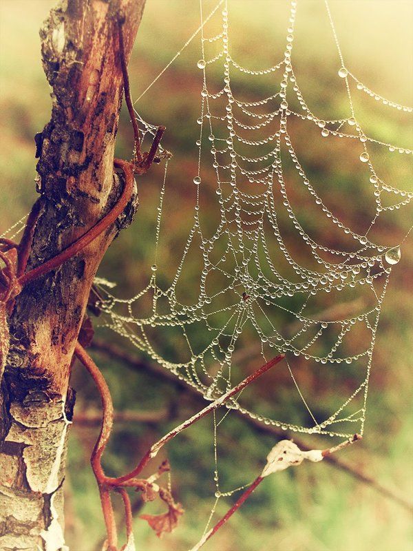 * фото превью