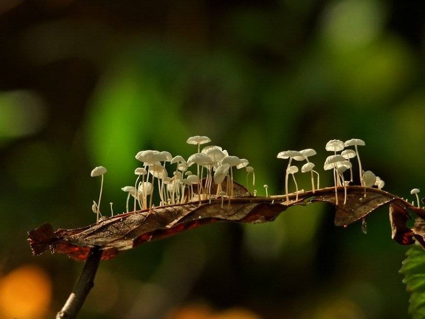 грибочек, Вячеслав Мищенко