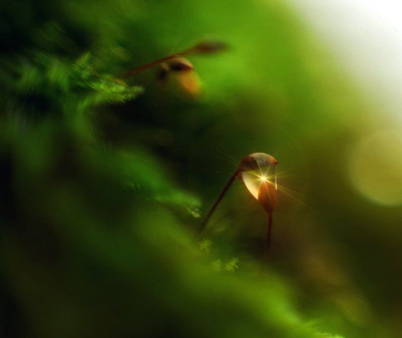 macro, closeup, insect, макро, насекомые, gnilenkov Из осени... фото превью