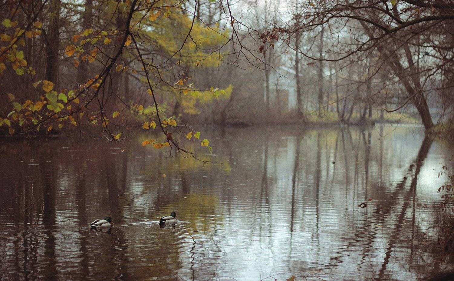 елагин, осень, Marine