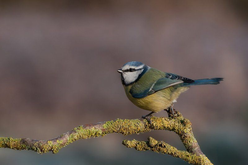 blue tit фото превью