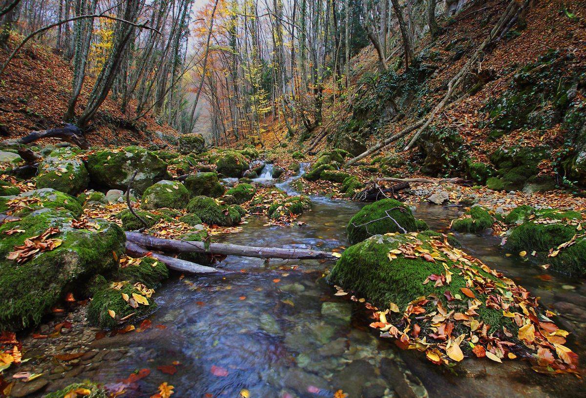 река, камни, деревья, осень, Милокост Алексей