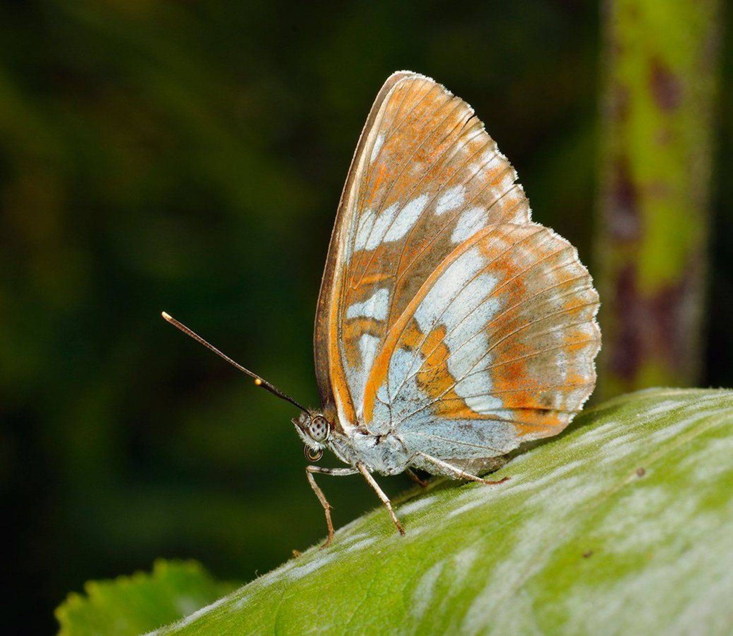 nikon, d7000, macro, kazakhstan, nature, butterfly, макро, бабочка, Эдуард Ким