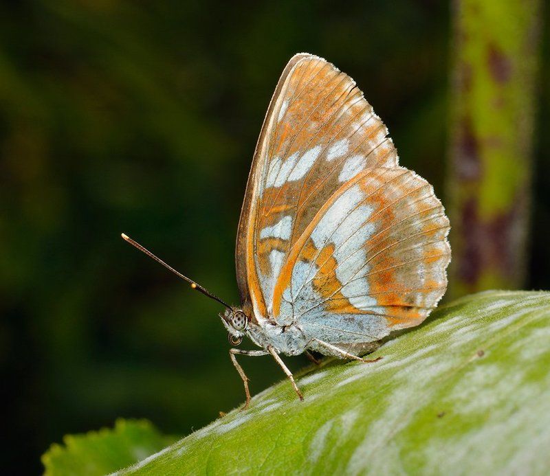 nikon, d7000, macro, kazakhstan, nature, butterfly, макро, бабочка Limenitis helmanni фото превью