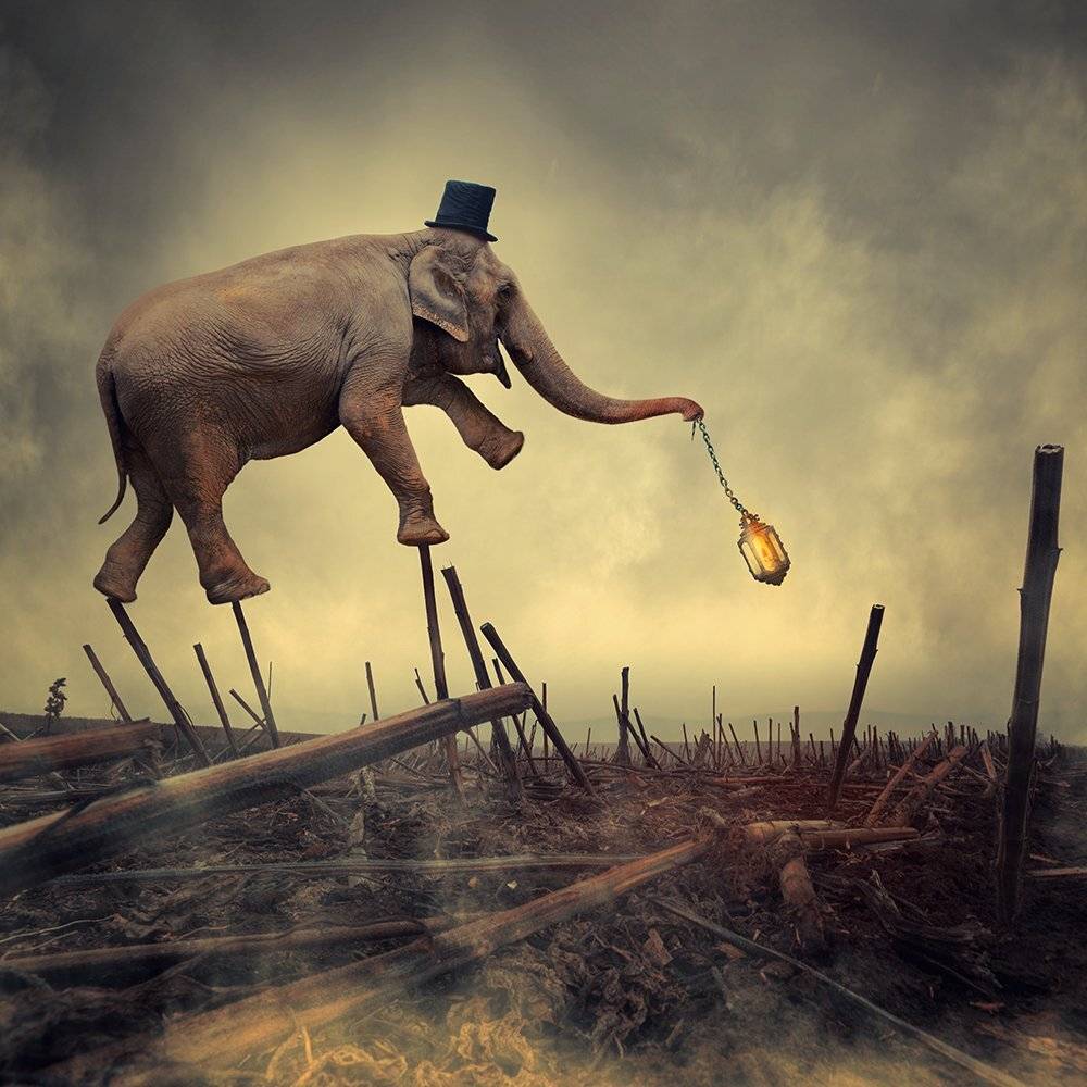 , Caras Ionut