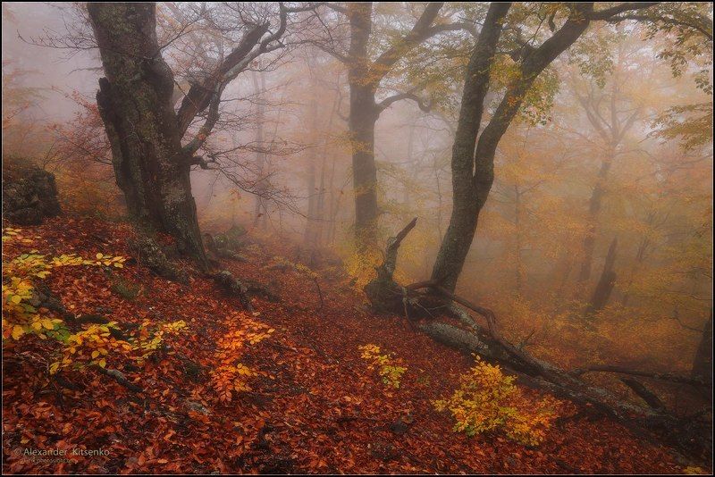 Осенние Сказания Демерджи... В дебрях... фото превью