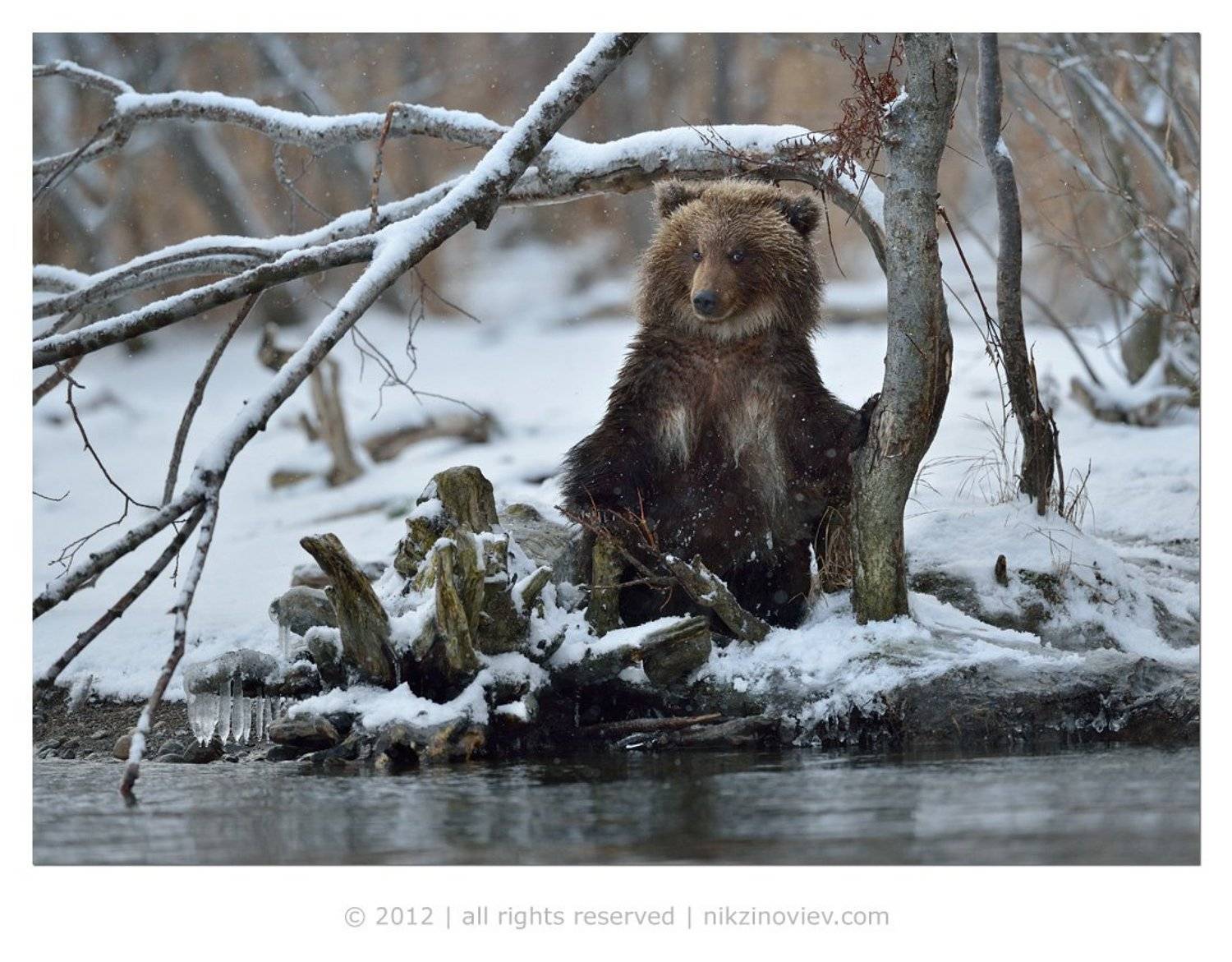 камчатка, россия, николай зиновьев, медвежонок, зима,  дикая природа, Николай Зиновьев