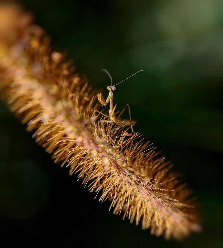 macro, closeup, insect, макро, насекомые, gnilenkov Малыш... фото превью