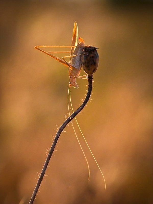 усатый. НАРКОМАНЧИК. фото превью