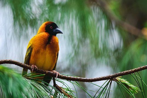 Красноглазые