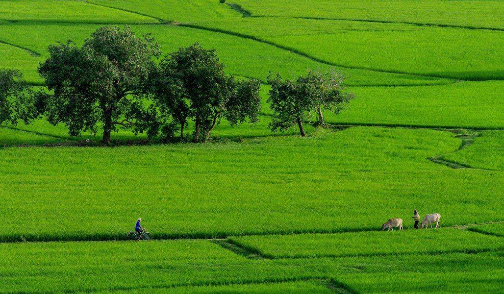 данг туан  tpyнг, frank dang, dang tuan trung, ta pa field, Frank Dang