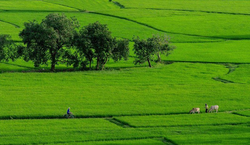 данг туан  tpyнг, frank dang, dang tuan trung, ta pa field Ta Pa field фото превью