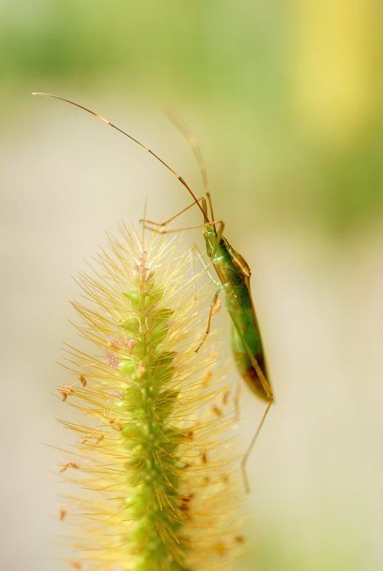 macro, closeup, insect, макро, насекомые, gnilenkov Наблюдатель... фото превью