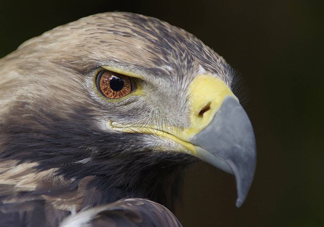 хищные птицы, орёл, могильник, Sergey Volkov