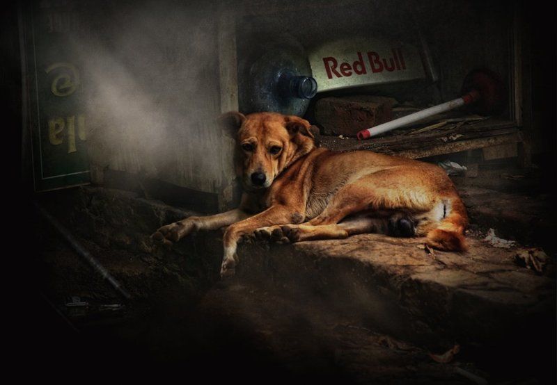 Не окрыляет.... фото превью