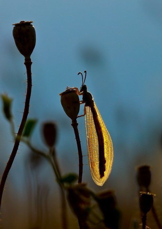 мурвьиный, лев.вечер. ПОСЛЕДНИЙ ЛУЧИК фото превью