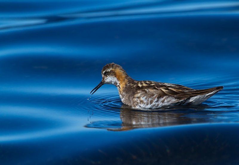 кулик,плавунчик круглоносый ,исландия Шёлк воды фото превью
