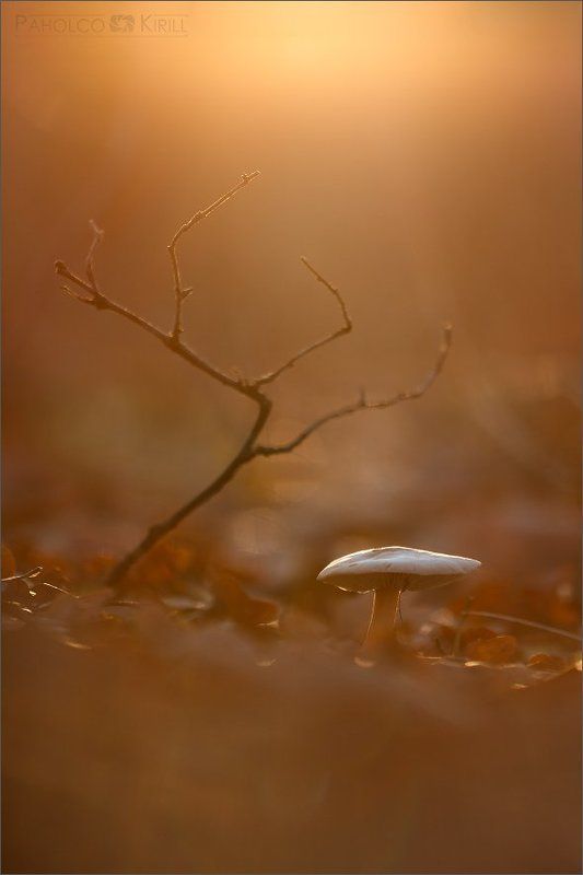 Последний день осени фото превью