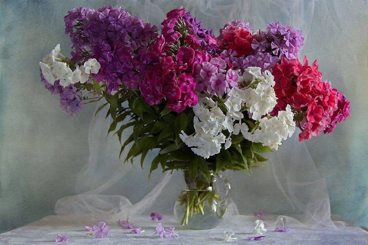 цветы, натюрморт, Svetlana Ра