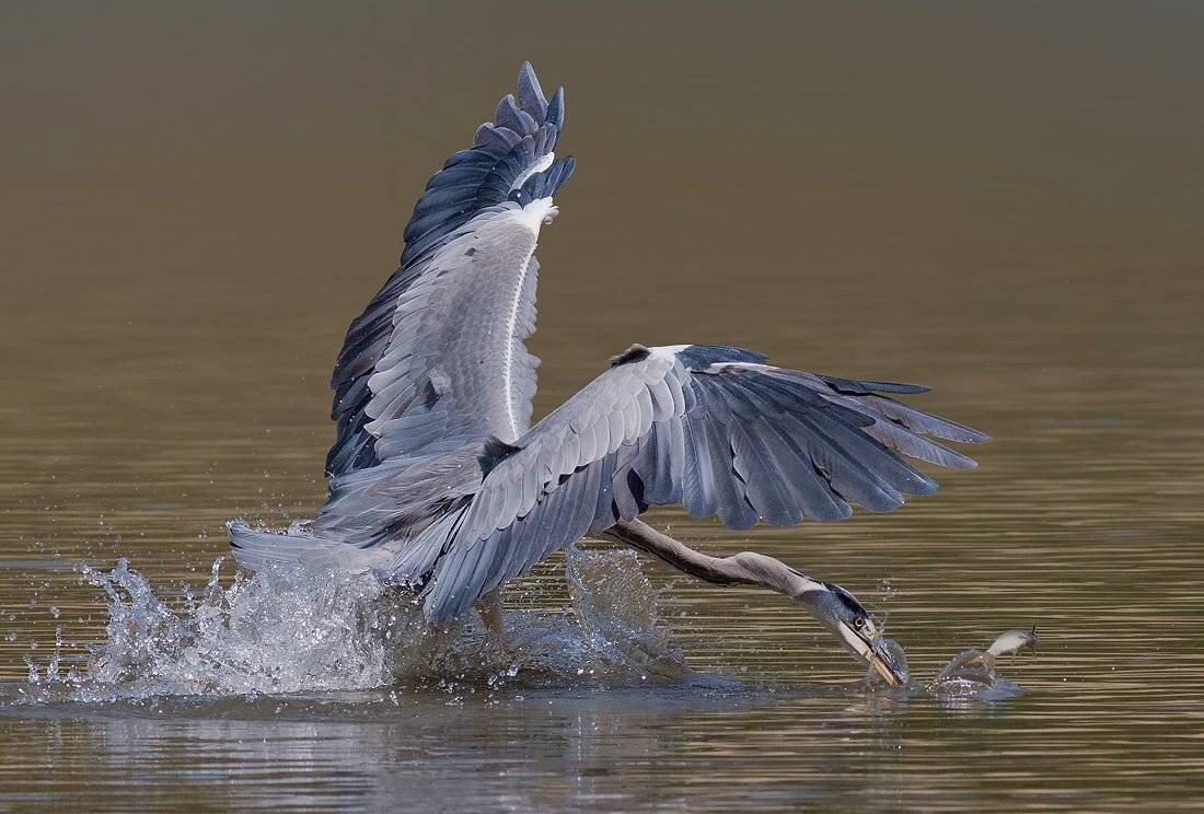 , Стефан Дянков