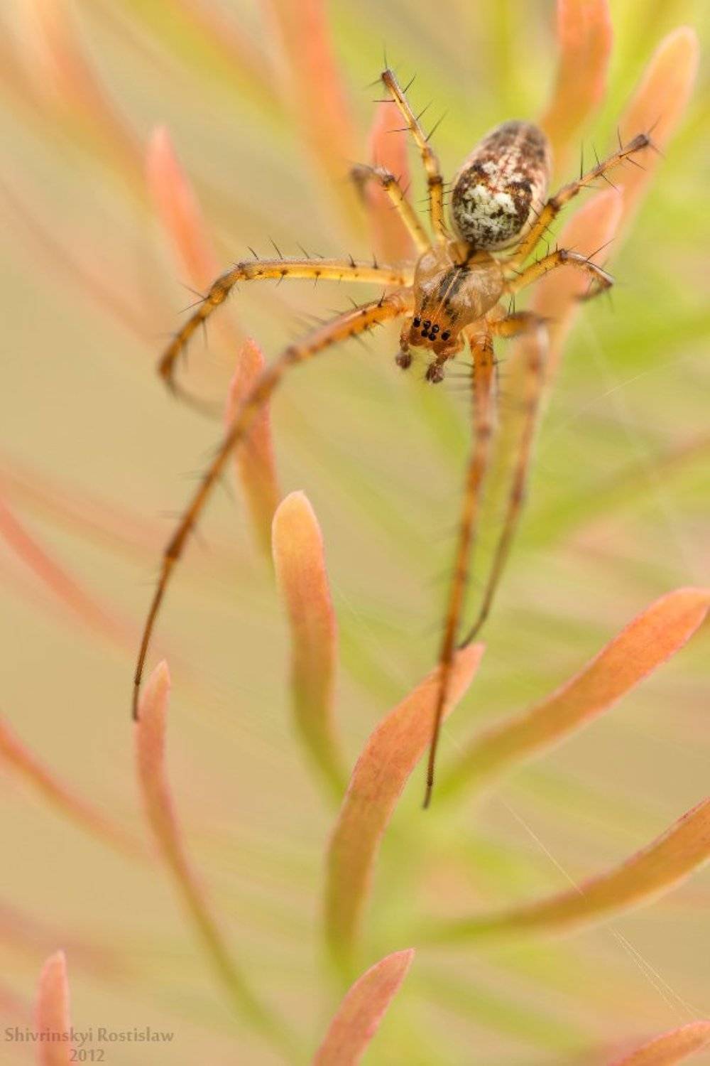 ростислав, макро, 100мм, Шивринский Ростислав