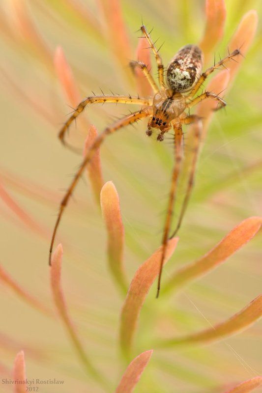 ростислав, макро, 100мм На кончиках пламени фото превью