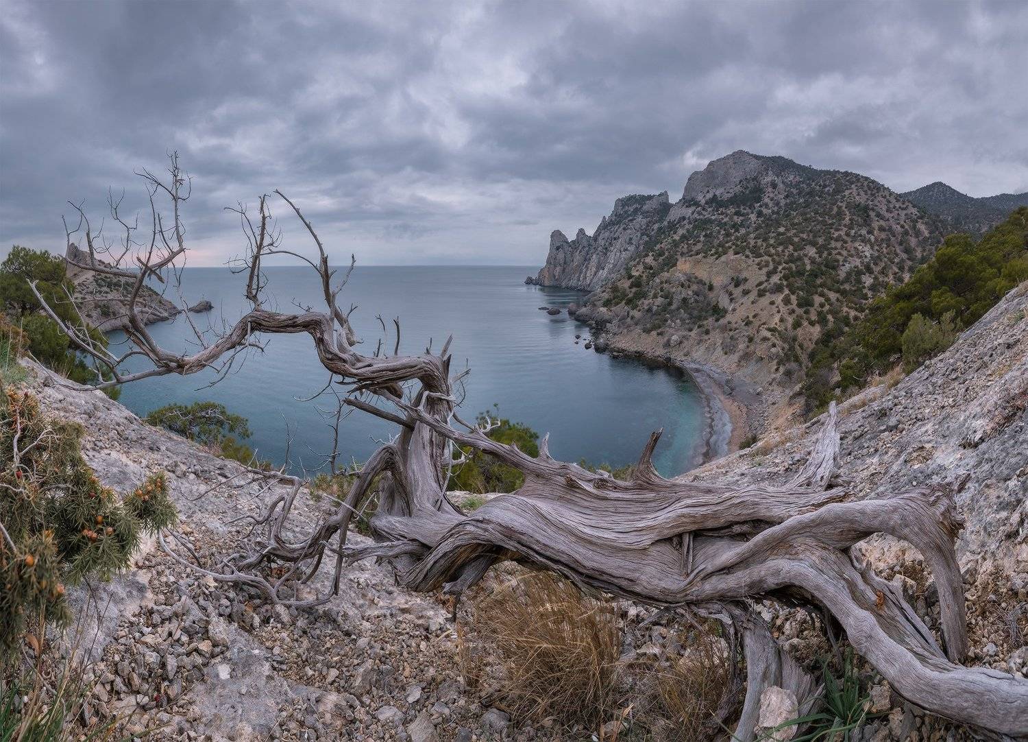 крым, новый свет, реликтовая роща, можжевельник,февраль,мёртвый, сезон, вечер, не сбывшийся, закат, Николай Мысливцев