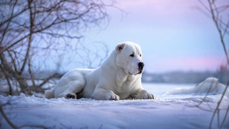 Северный... фото превью