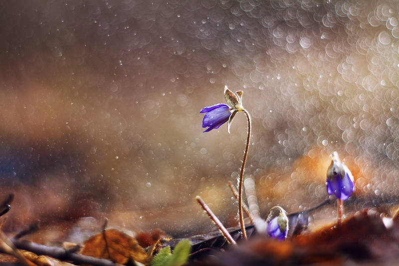 macrofun,flower,rain,bokeh Hepatica nobilis Mill. фото превью
