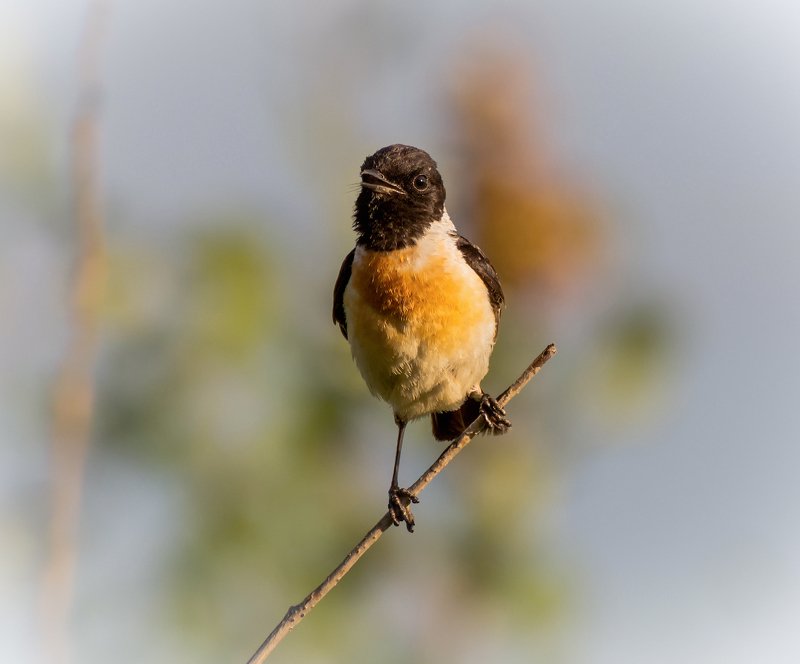 Черноголовый чекан (самец) фото превью