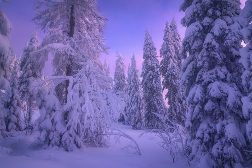 Зимняя прогулка