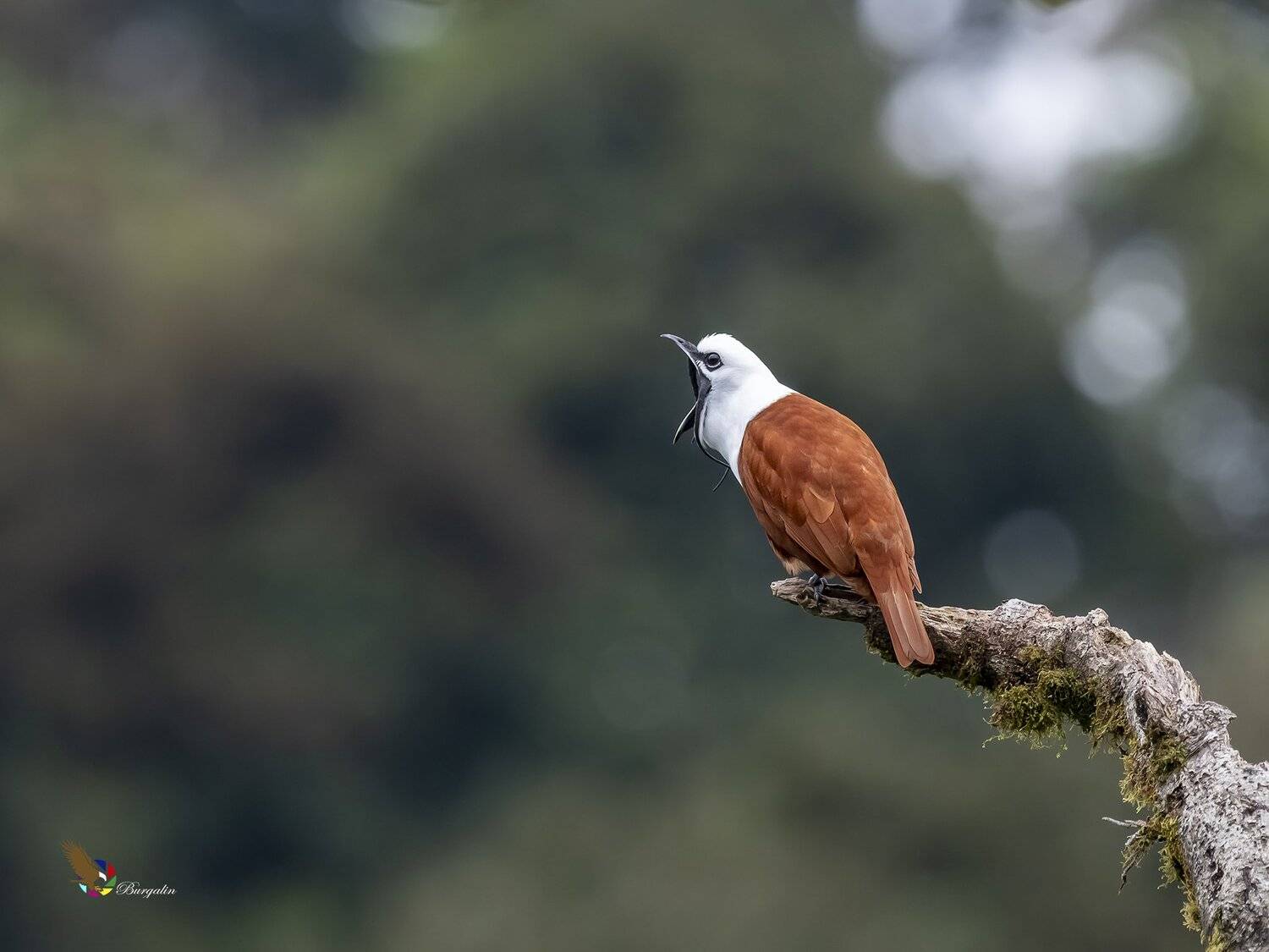 , Fernando Burgalin Sequeira