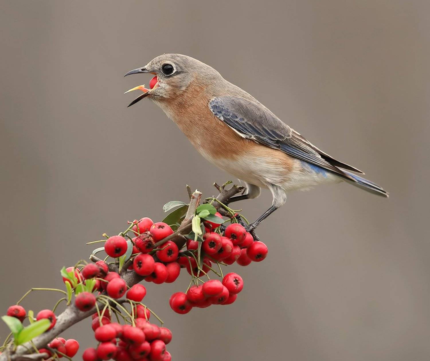 восточная сиалия, eastern bluebird,bluebird, Elizabeth Etkind