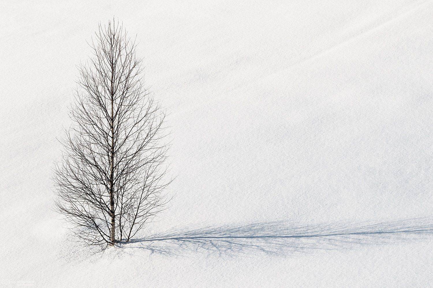 , Антон Кошетаров