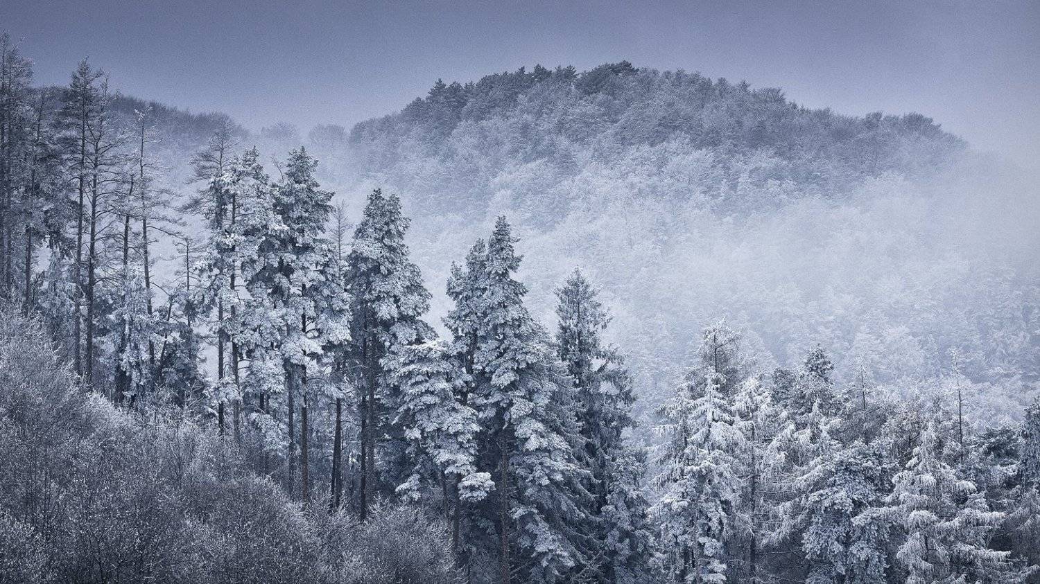 dream,landscape,alexandrucrisan,nature,scenery,countryside,far,away,romania,dreamland,magic,sound,lonely,mountain,myromania,forest,trees,winds,hill,tree,white,poem,haiku,minimalism,minimal,winterscape,cold,freeze,breeze,16,panoramic,wintertale, Alexandru Crisan