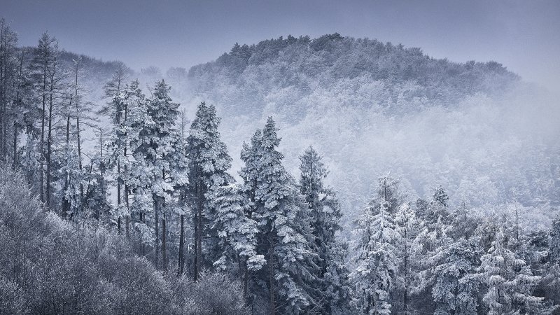 dream,landscape,alexandrucrisan,nature,scenery,countryside,far,away,romania,dreamland,magic,sound,lonely,mountain,myromania,forest,trees,winds,hill,tree,white,poem,haiku,minimalism,minimal,winterscape,cold,freeze,breeze,16,panoramic,wintertale Cold Breeze фото превью
