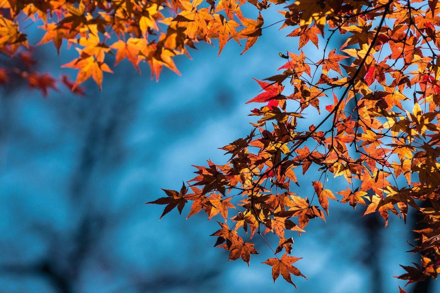 , Razgulyaev Aleksandr