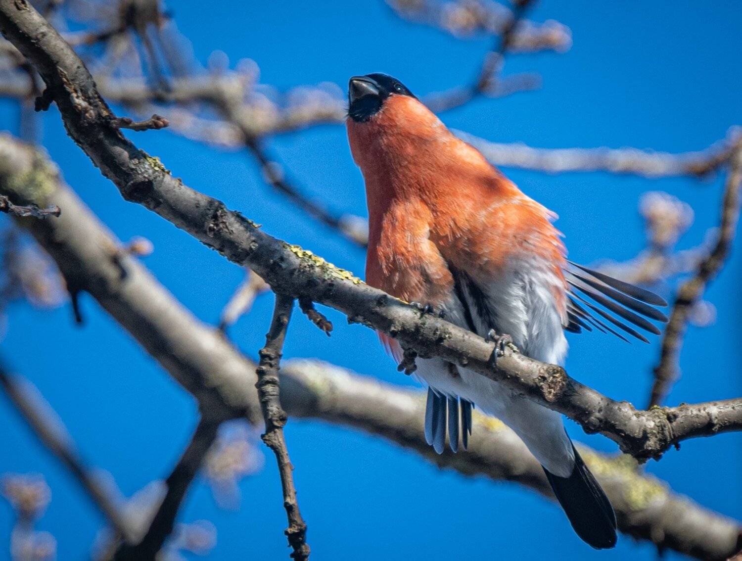 , Курлянцев Алексей