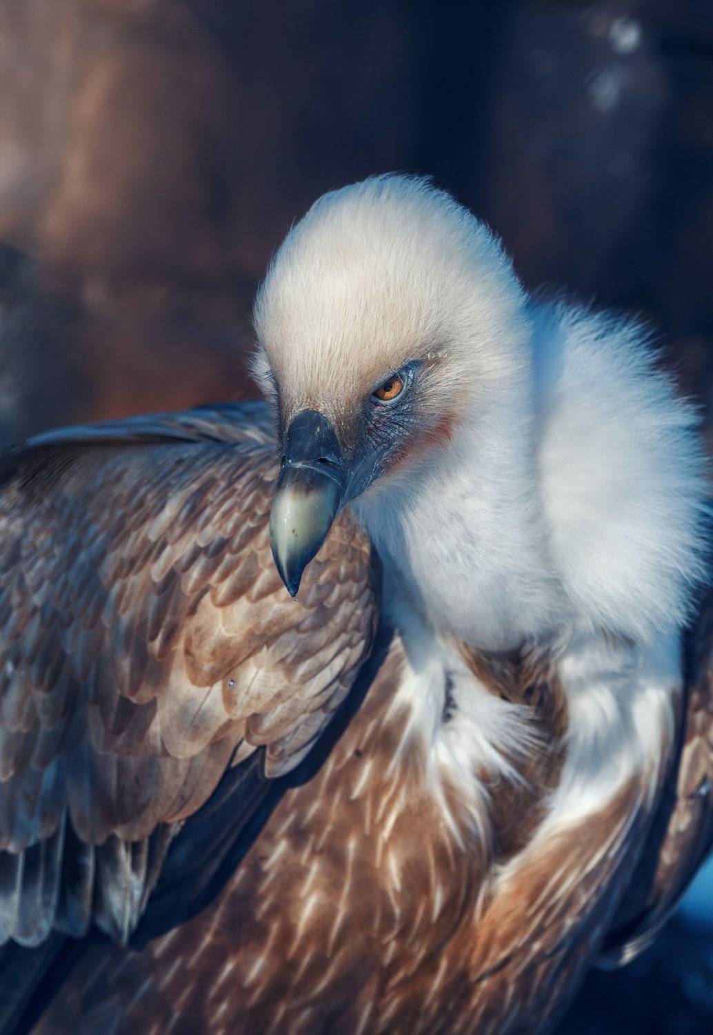 белоголовый сип, Олег Богданов