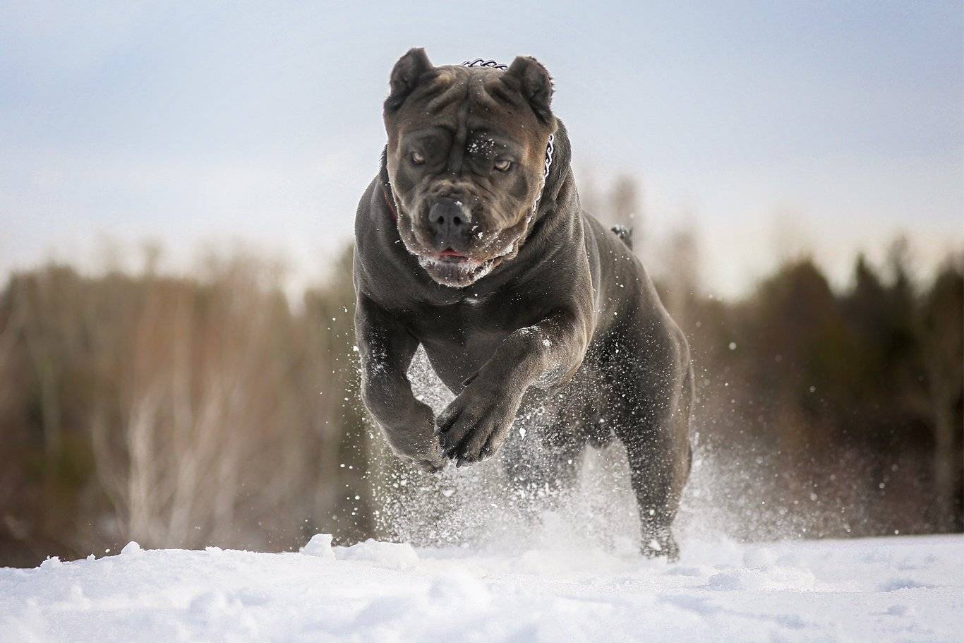 , Андрей Ершов