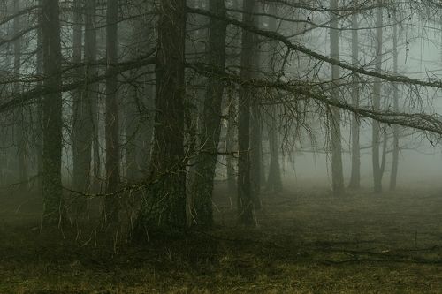 Лиственницы