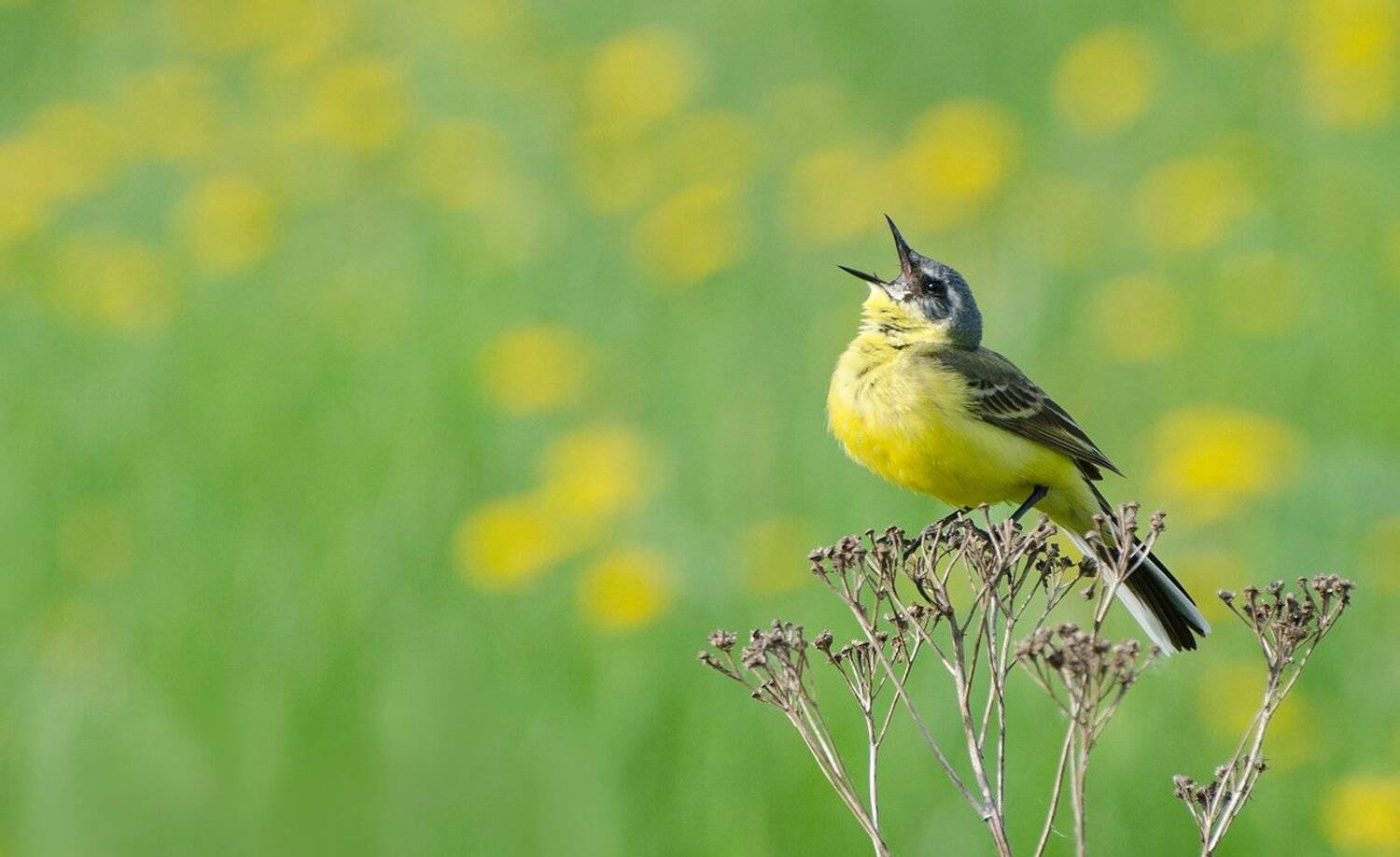 птица, жёлтая трясогузка, Михаил Агеев