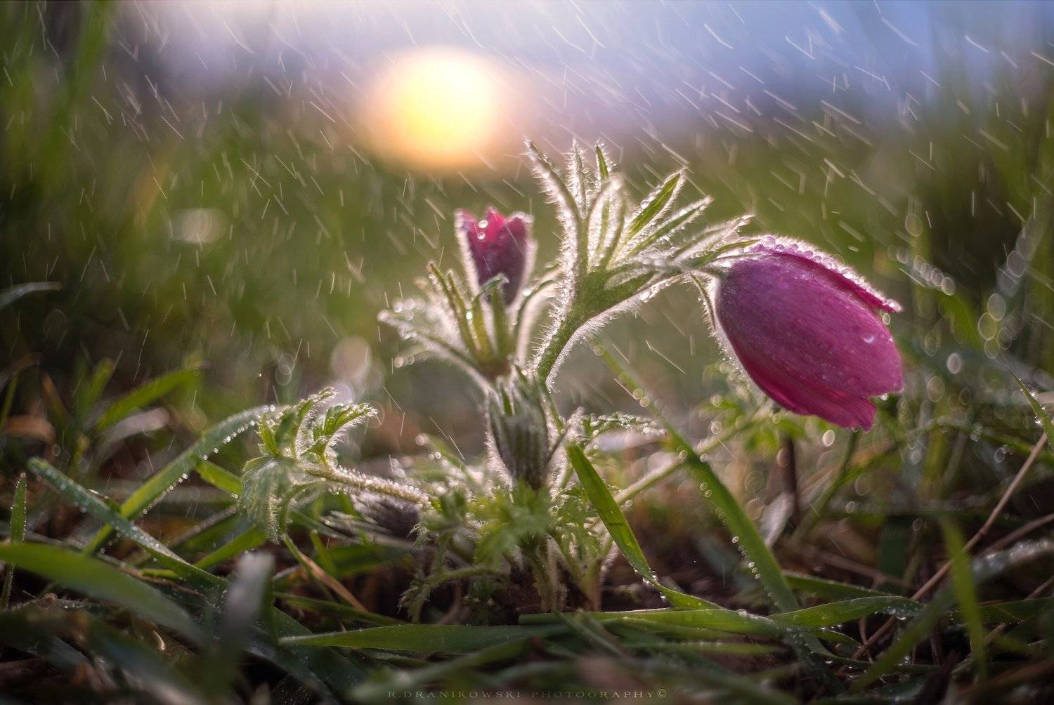 прострел rain water sun bokeh green grass dranikowski macro m42 helios sky flower spring, Radoslaw Dranikowski